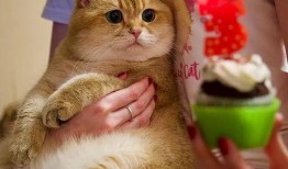 百万网红粉丝爆料胖猫视频,胖猫萌态视频走红网络